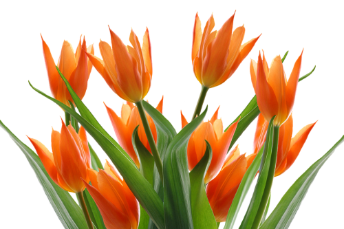 Tulip